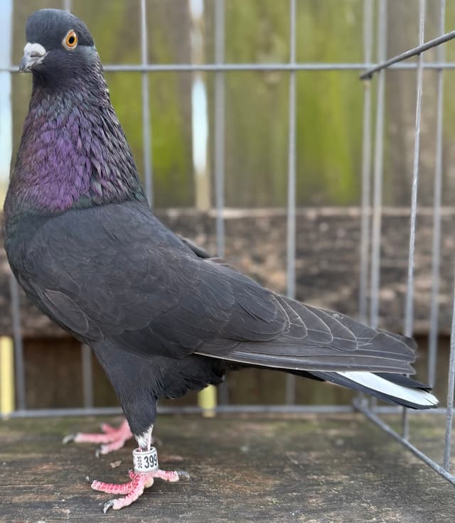 Black Centertail Young Cock