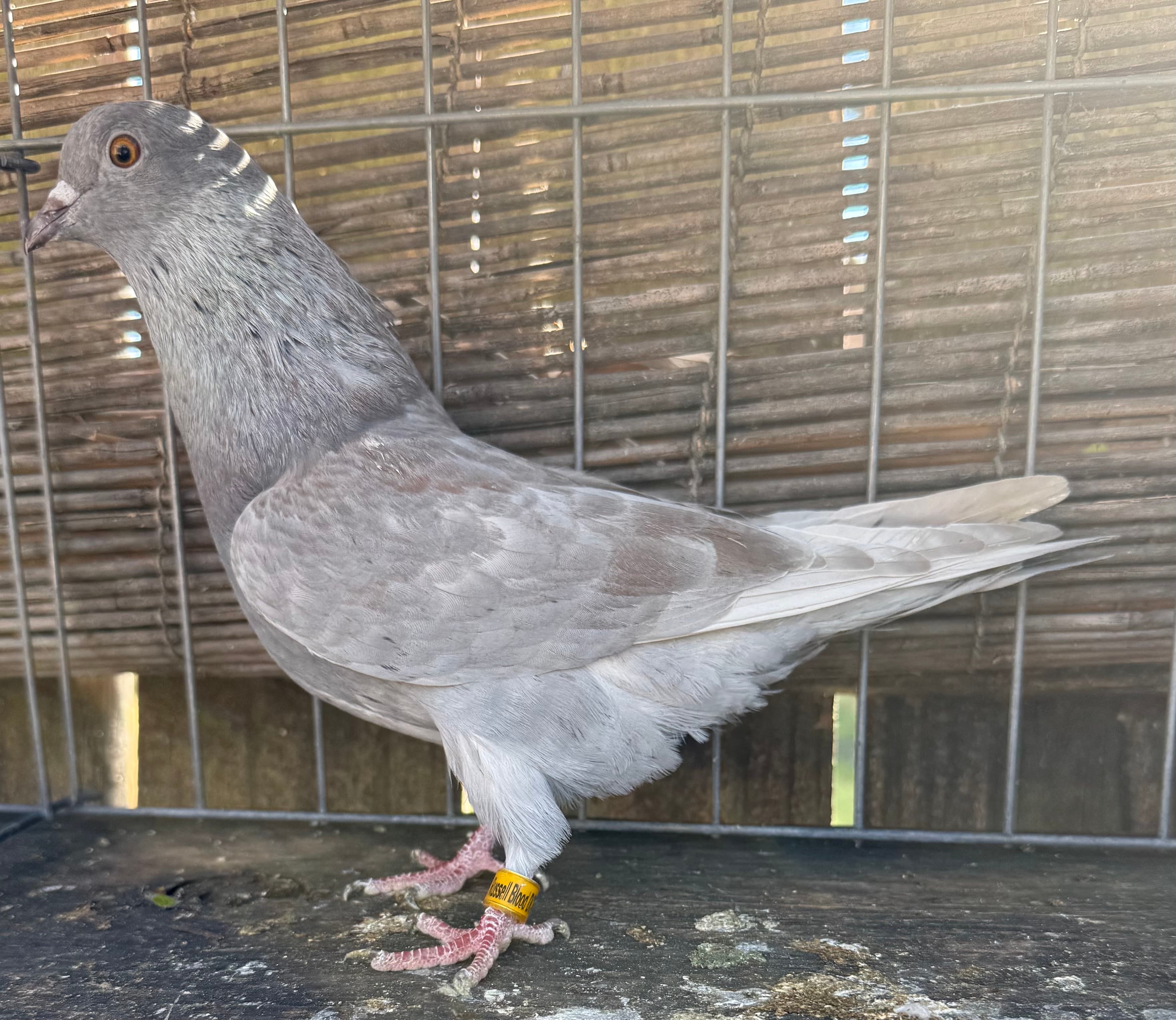 White Badge Breeding Pair