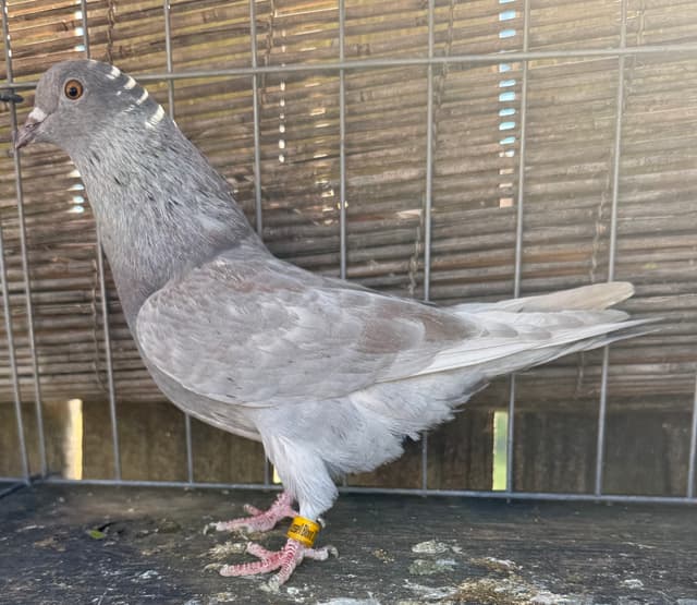 Lavender Hen — World Cup