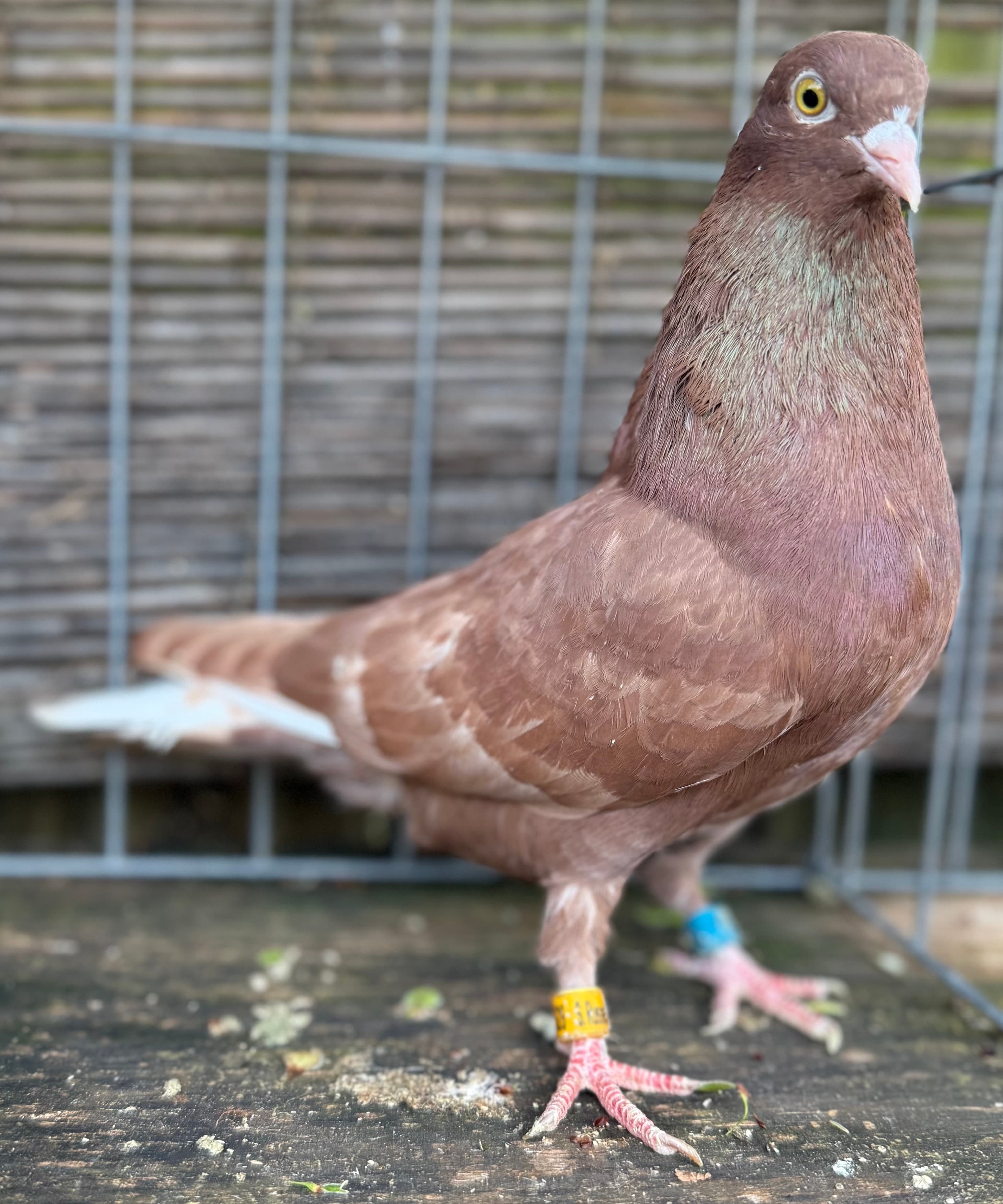 Red Self Breeding Hen