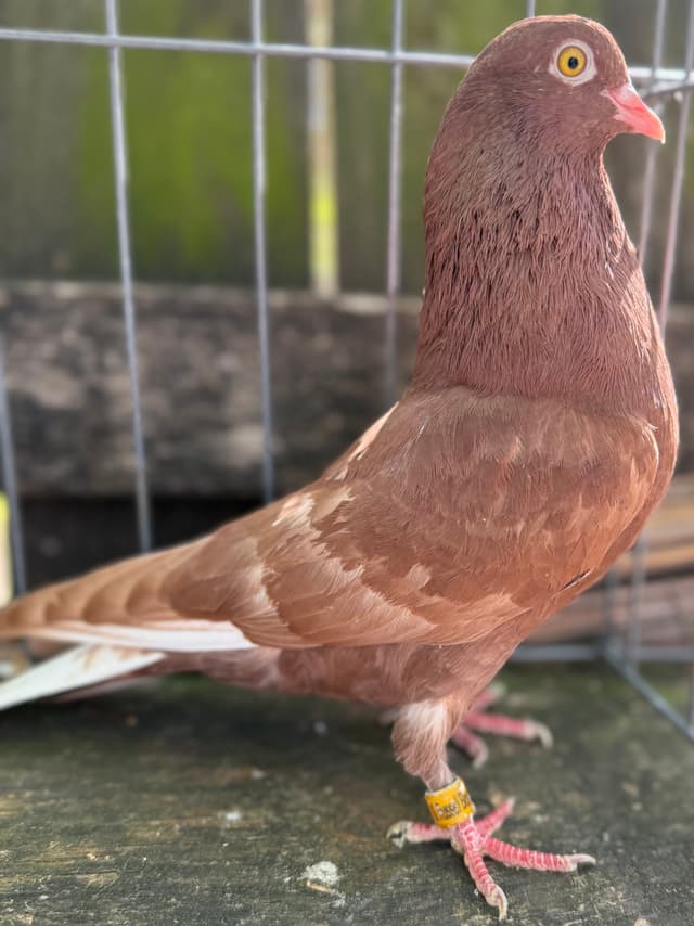 Recessive Red Breeding Hen