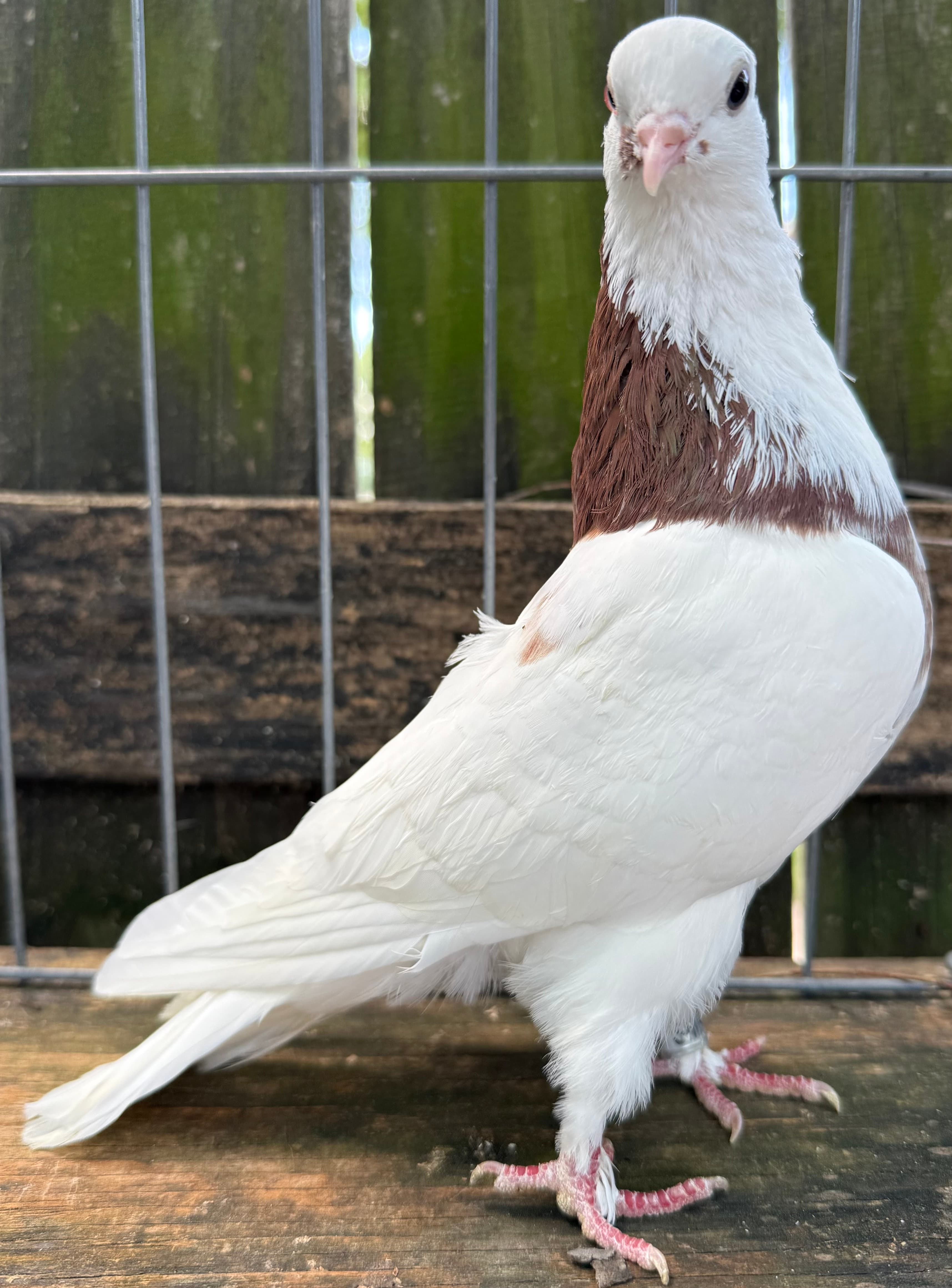 Blue Bar Champion Cock