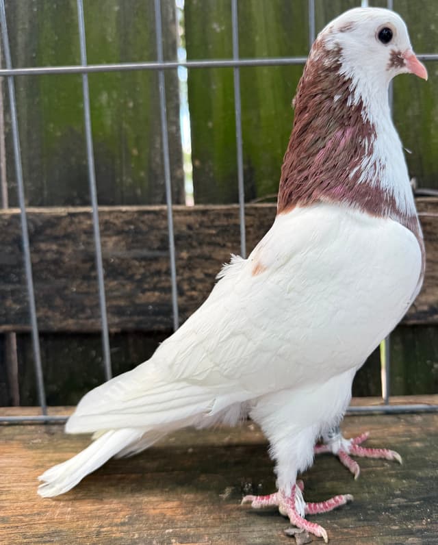 White Badge Roller Hen